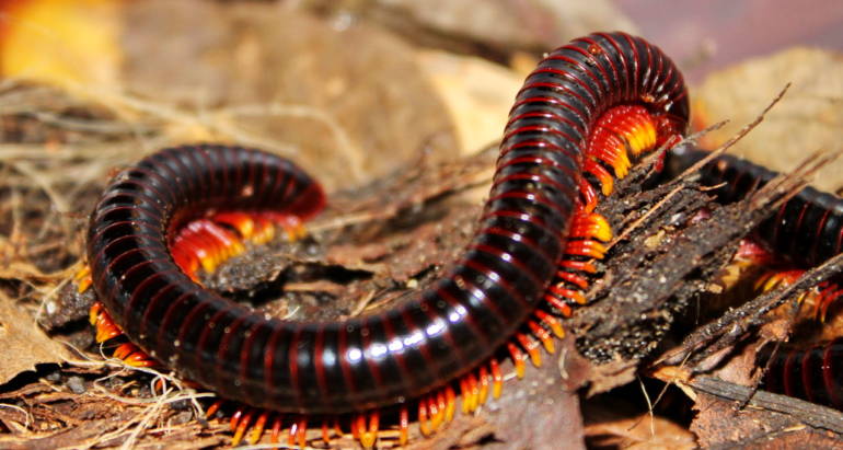 ΨΑΛΙΔΑ-ΨΑΡΑΚΙ-ΧΙΛΙΟΠΟΔΑ