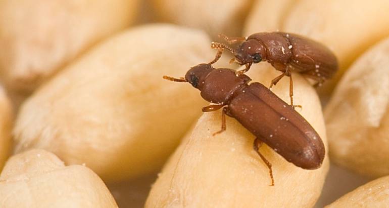 ΕΝΤΟΜΑ ΑΠΟΘΗΚΩΝ