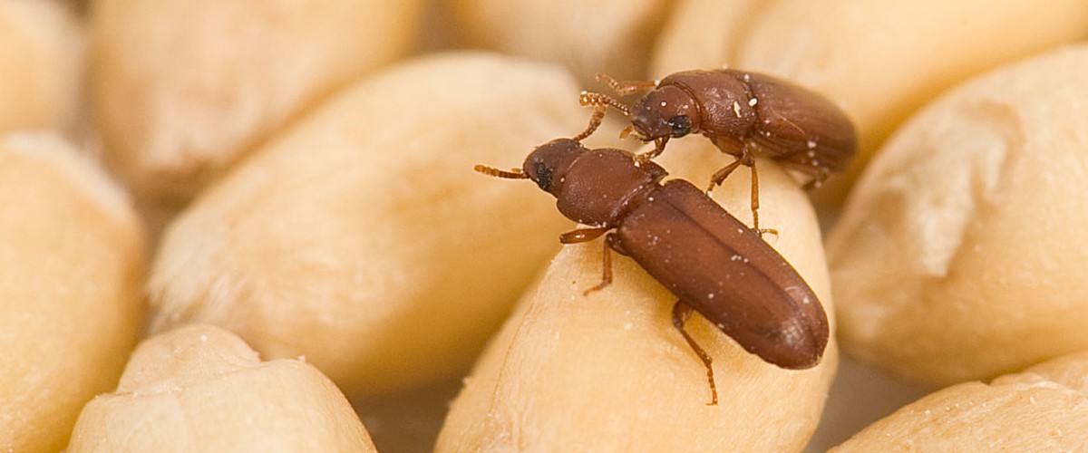 ΕΝΤΟΜΑ ΑΠΟΘΗΚΩΝ