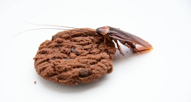 ΚΑΤΣΑΡΙΔΕΣ